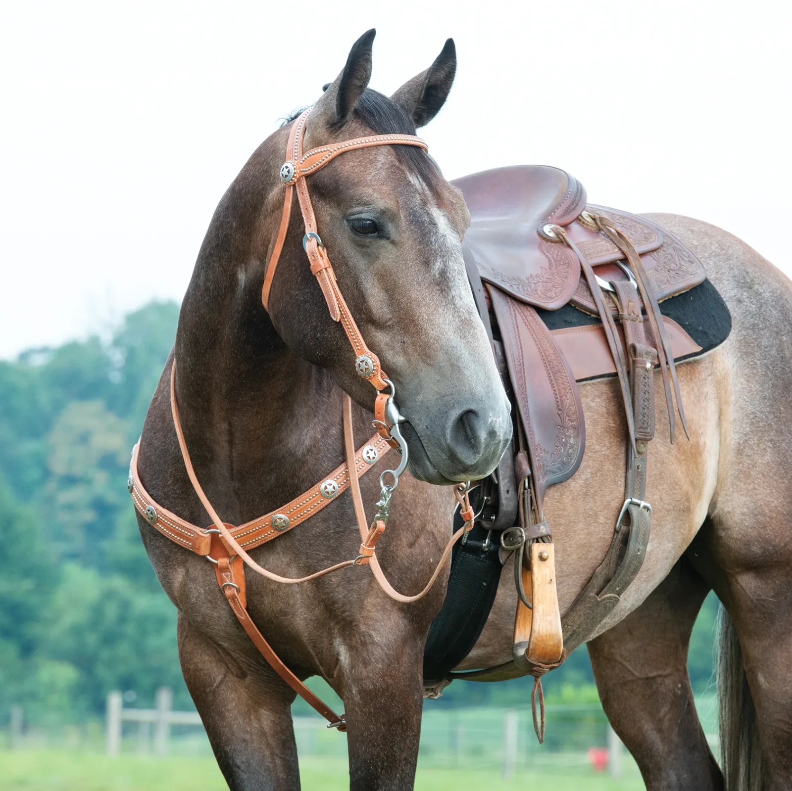 Texas Star Breast Collar - Image 2